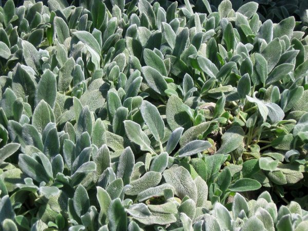 Lambs Ear