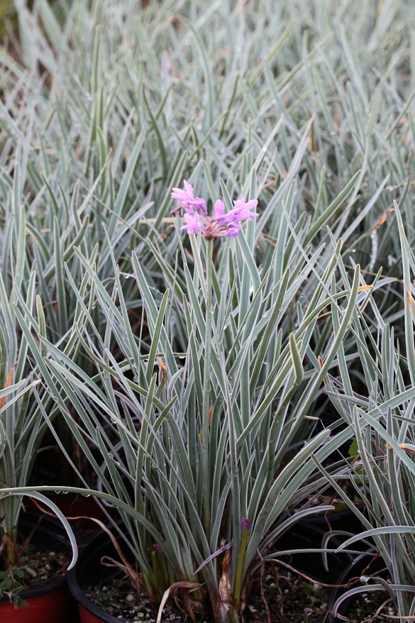 tulbaghia violacea variegata