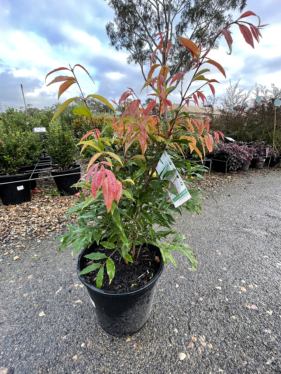 waterhousea-25cm-700mmheight Waterhousea Floribunda