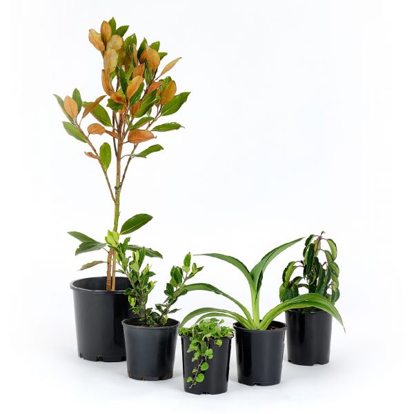 Basic Modern Plants