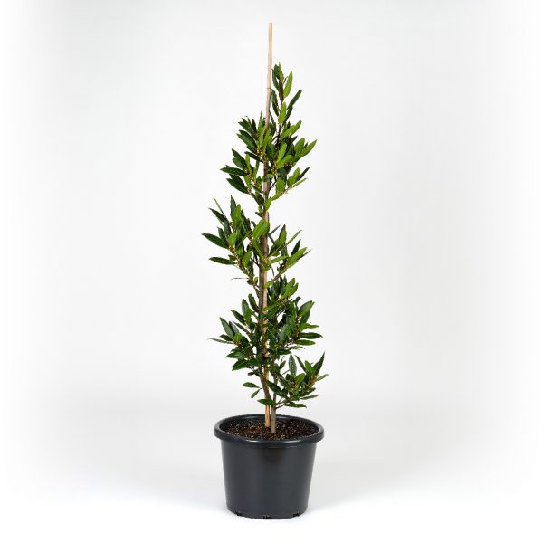 Bay Tree Plants for Spaces