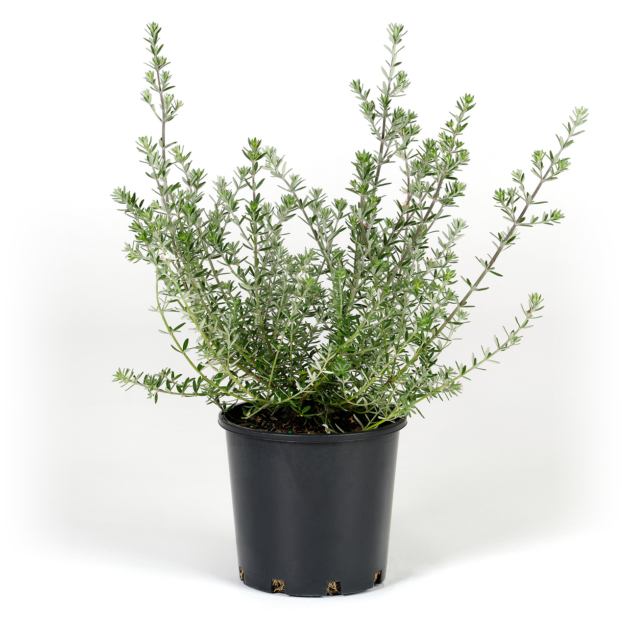 Coastal Rosemary Plants for Spaces