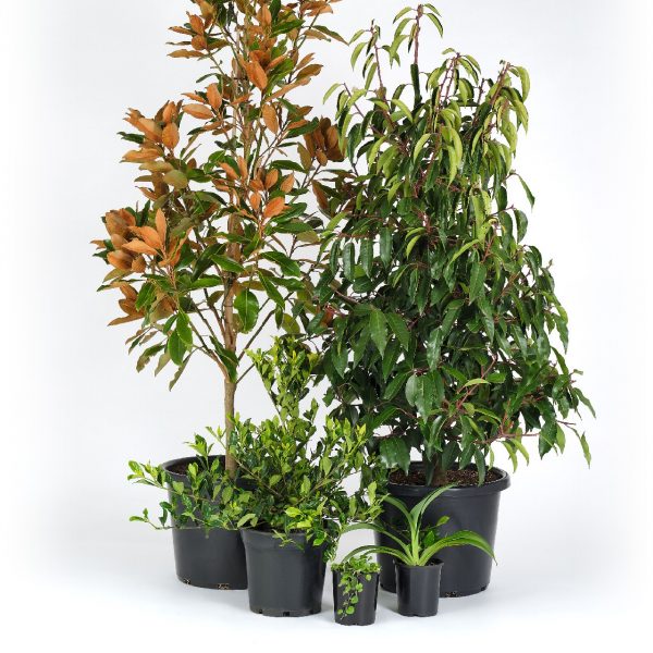 Premium Modern Plants