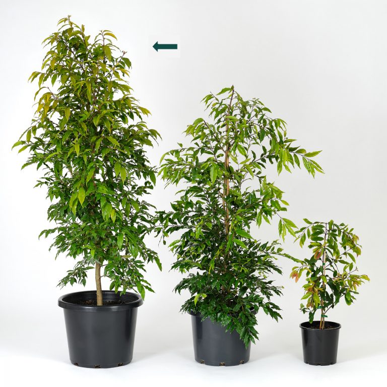 Lilly Pilly Weeping Plants for Spaces