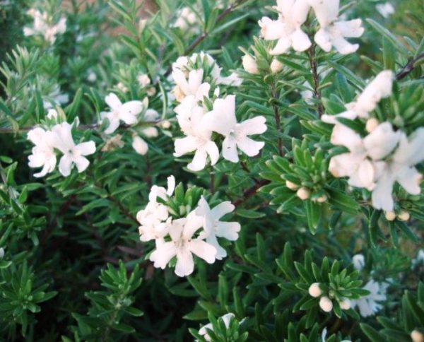 Westringia fruticosa Coastal Rosemary