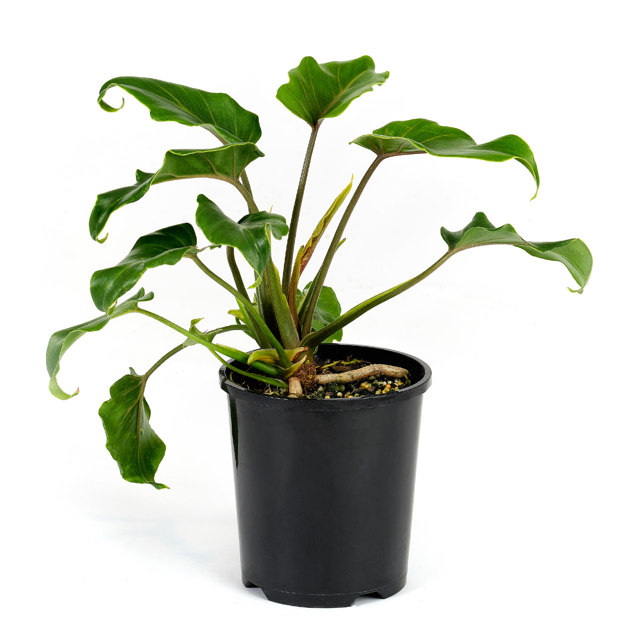 Philodendron Xanadu - Plants for Spaces