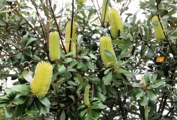 coast-banksia integrifolia Native Hedge