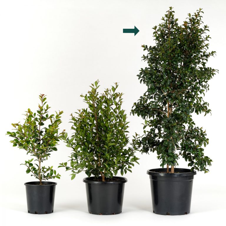 Lilly Pilly Straight and Narrow Plants for Spaces