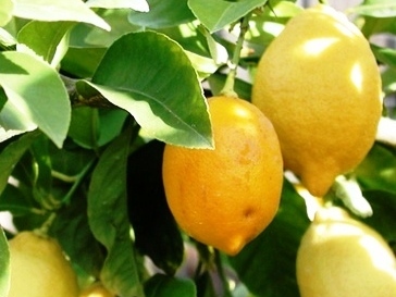 Citrus Limon Lisbon