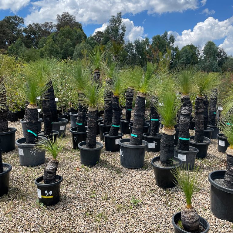 Grass Tree Plants for Spaces