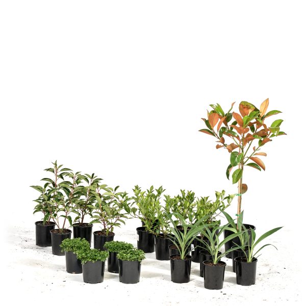 Basic-Modern-Plants-21