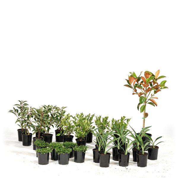 Basic-Modern-Plants-31