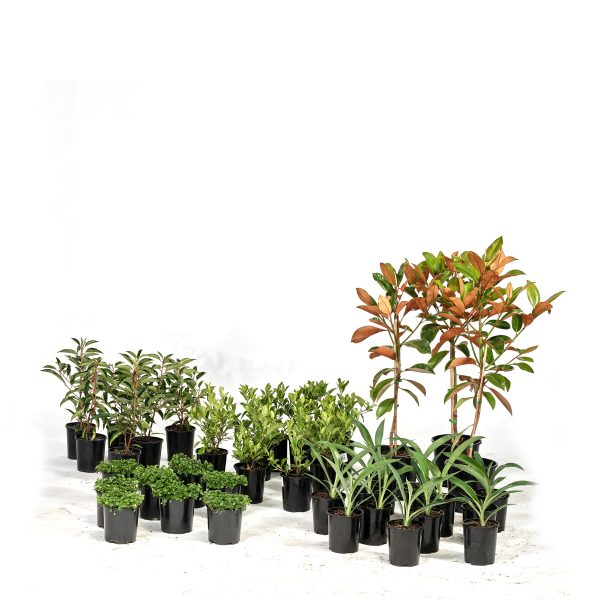 Basic-Modern-Plants-39