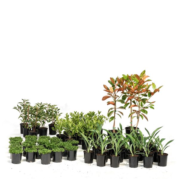 Basic-Modern-Plants-63