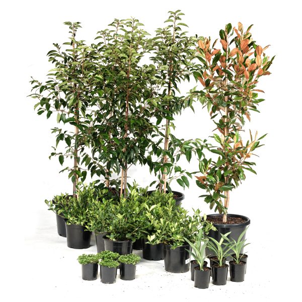 Premium-Modern-Plants-21