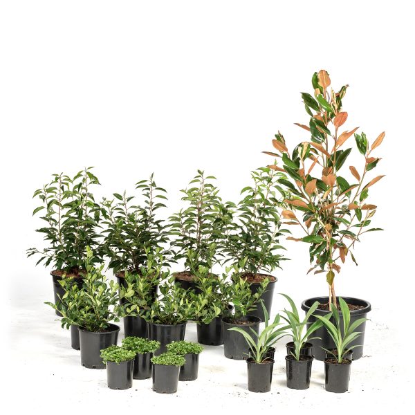 Standard-Modern-Plants-21