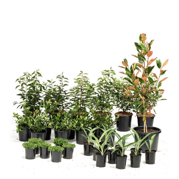 Standard-Modern-Plants-31