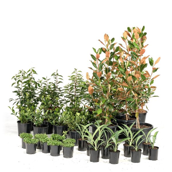 Standard-Modern-Plants-39