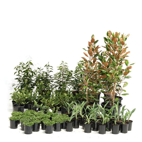 Standard-Modern-Plants-63