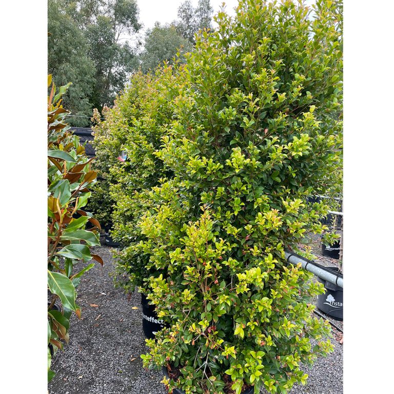 Lilly Pilly Backyard Bliss Plants for Spaces