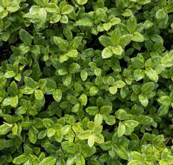 Pittosporum Wonder Screen