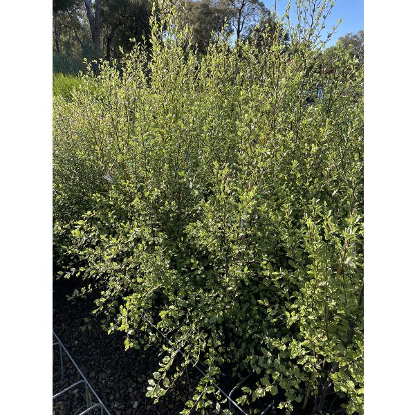 Pittosporum-WonderScreen