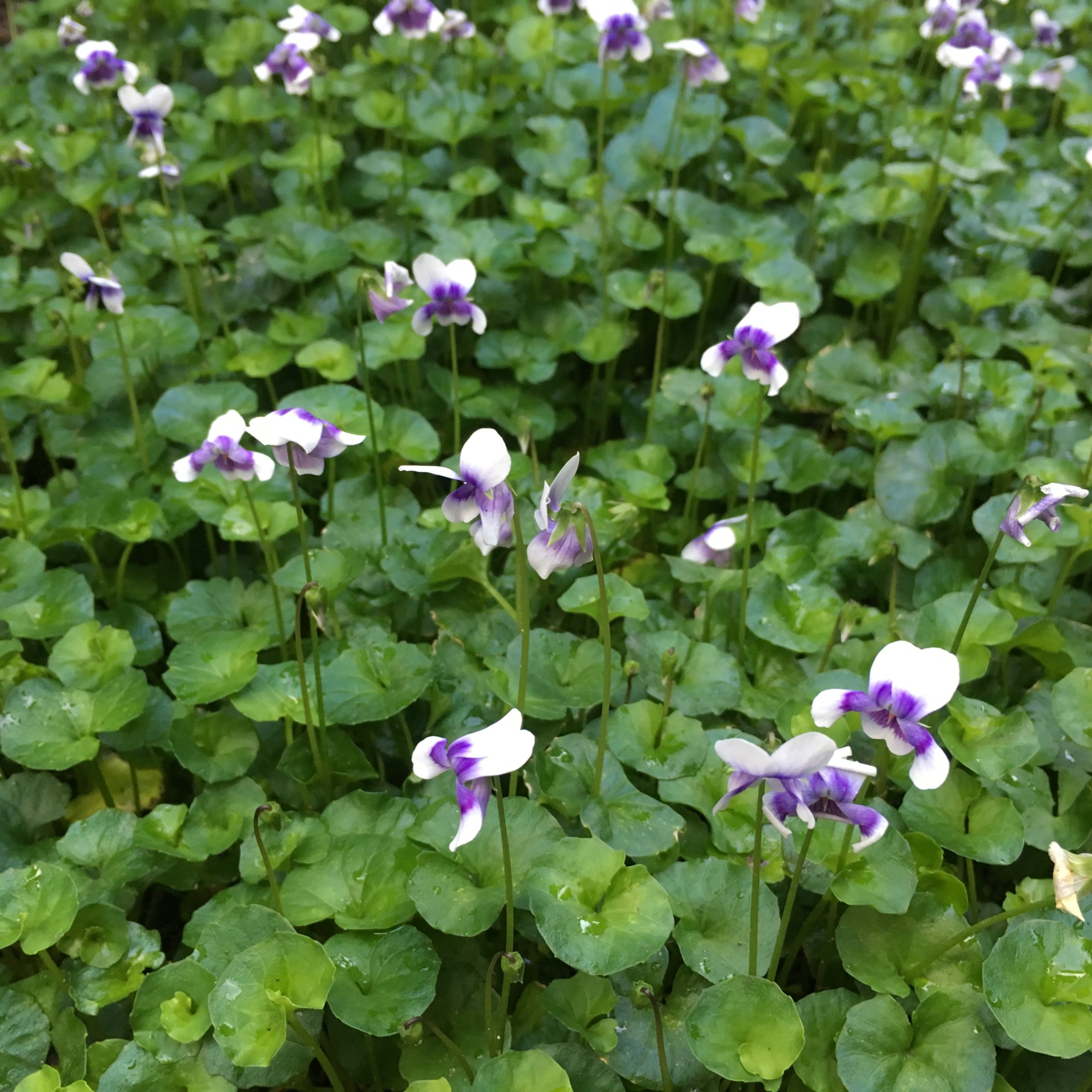 Native Violet Plants for Spaces