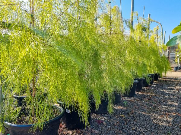 Acacia cognata Lime Magik
