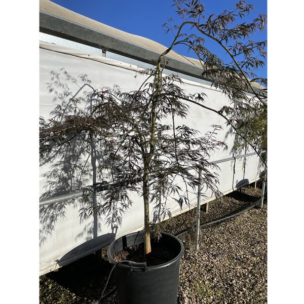 Acer-palmatum-Dissectum-Inaba-Shidare-60cm