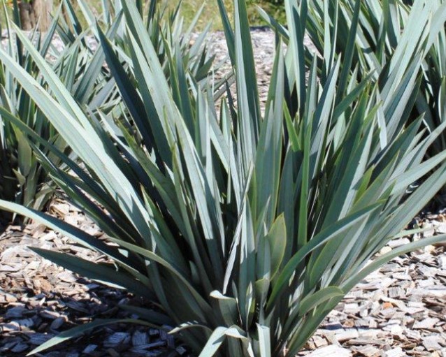 Dianella-Clarity-Blue Dianella Clarity Blue