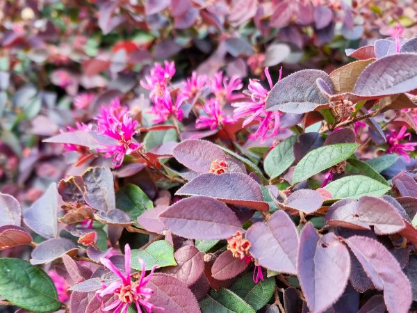 Pink Chinese Fringe Flower