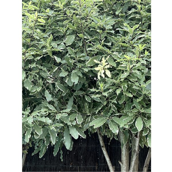 Pittosporum eugenioides Tarata