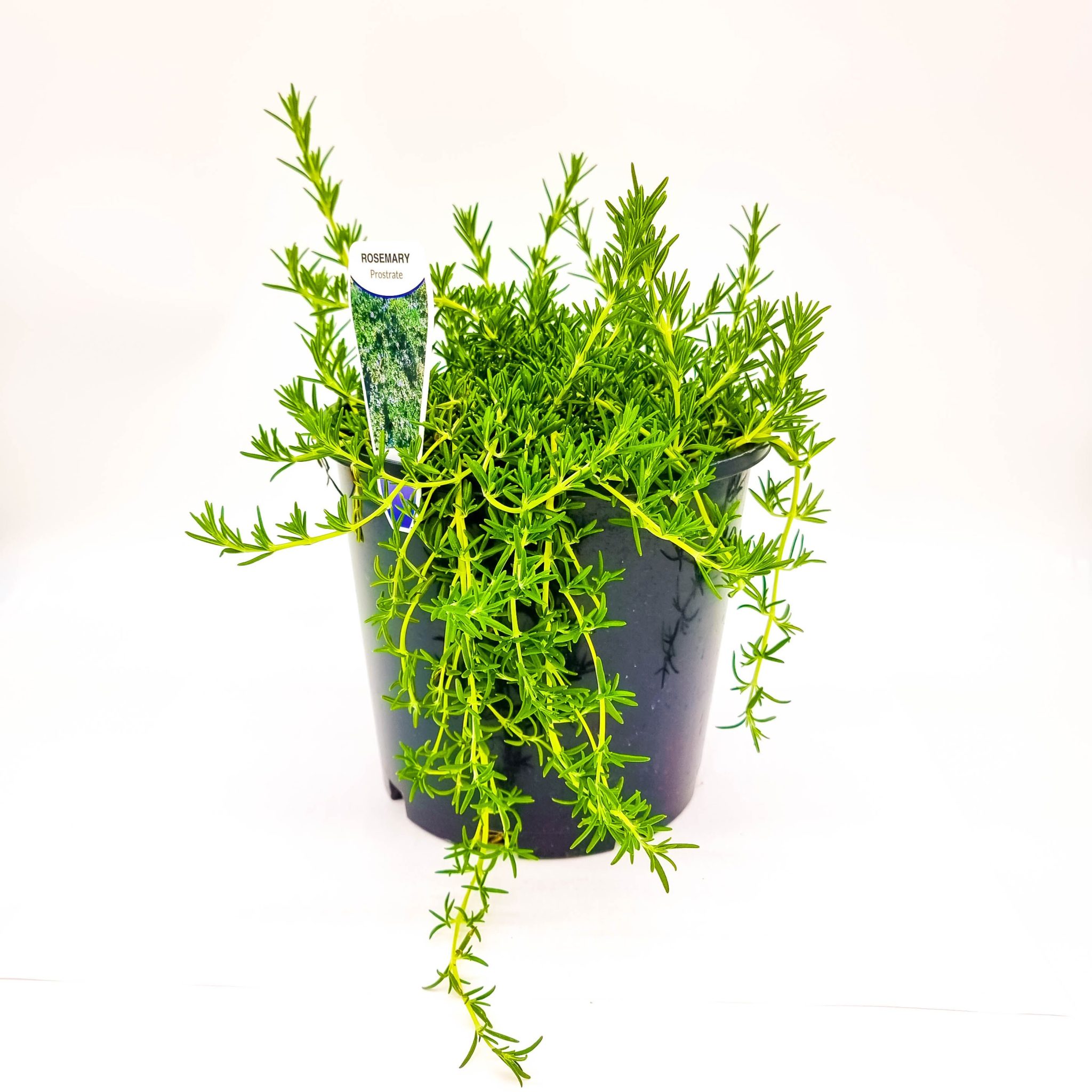 Rosemary Prostrate Plants for Spaces