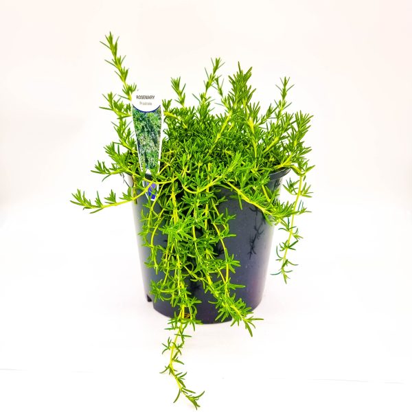 Rosemary Prostrate