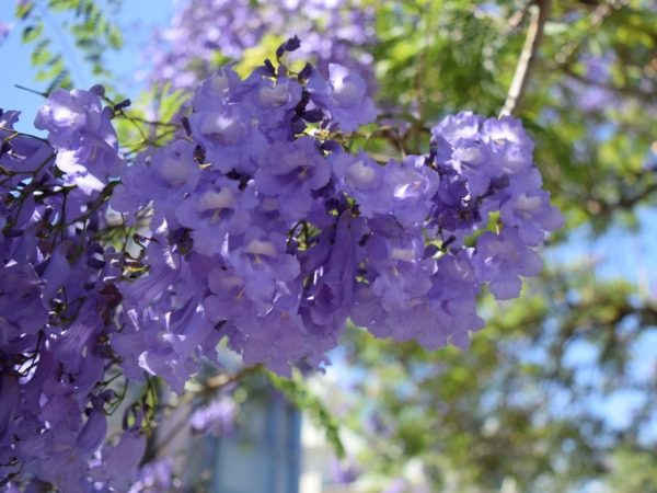 Jacaranda Foliage