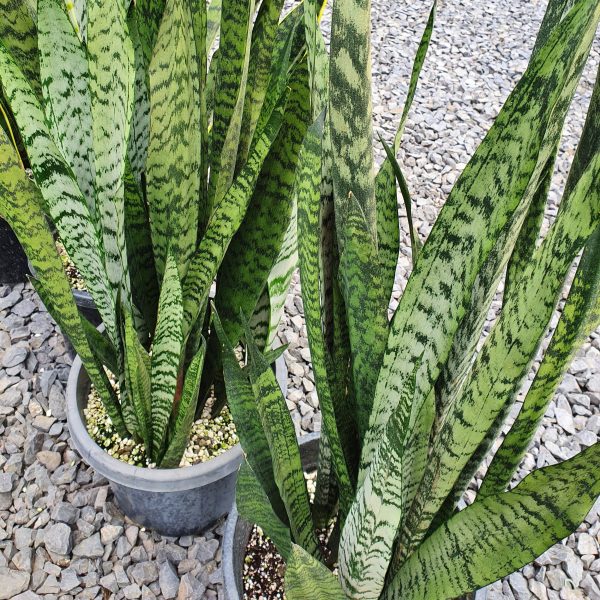 Snake Plant