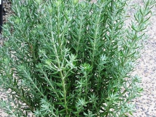 Coastal Rosemary Funky Chunky