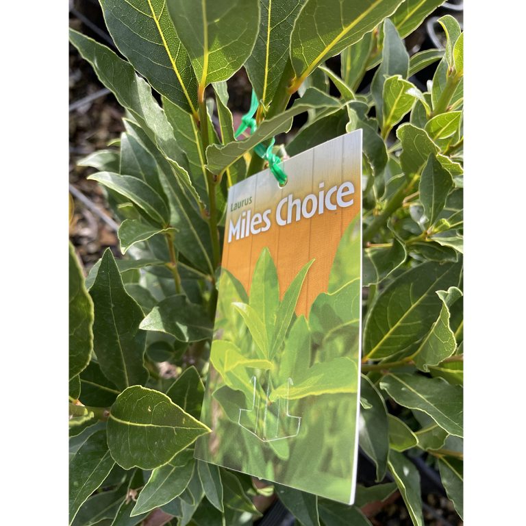 Bay Tree Miles Choice Plants for Spaces