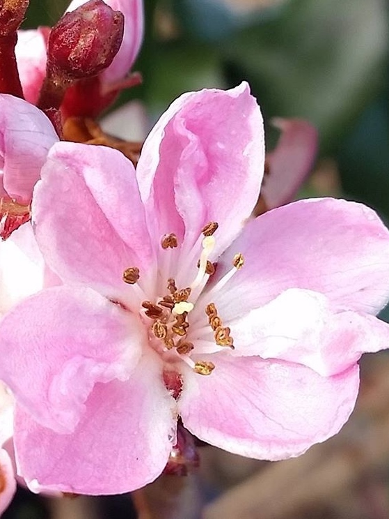 Indian Hawthorn Springtime