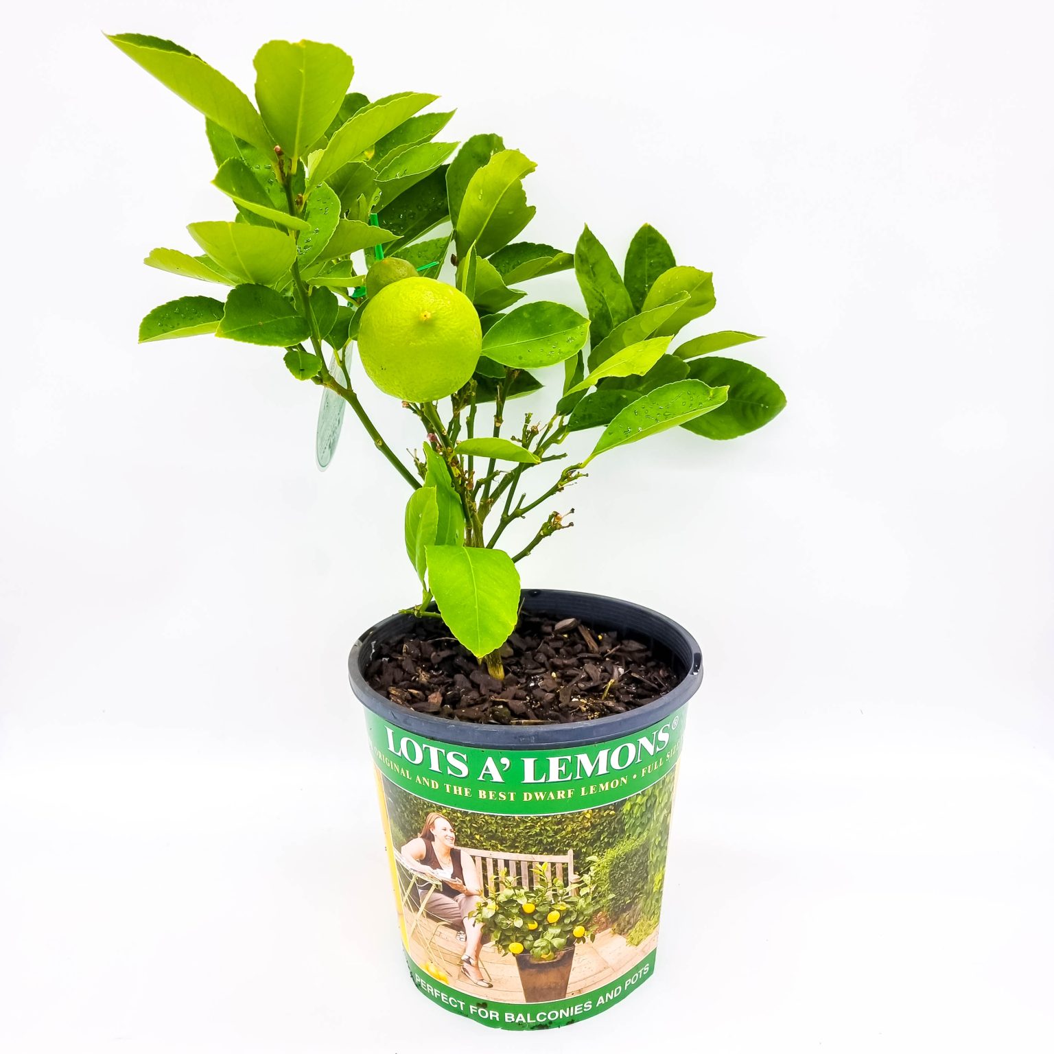 Dwarf Lemon Plants for Spaces