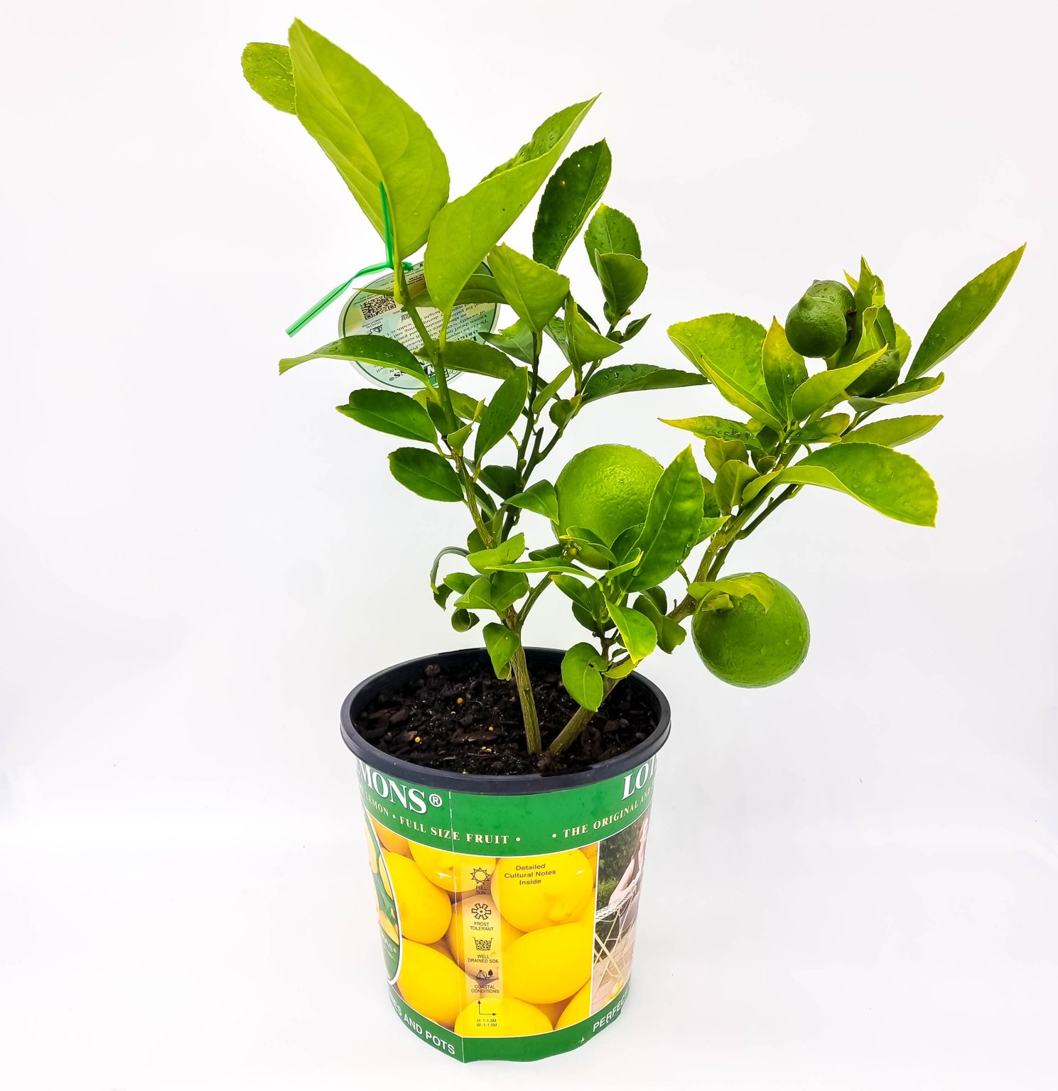 Dwarf Lemon Plants for Spaces