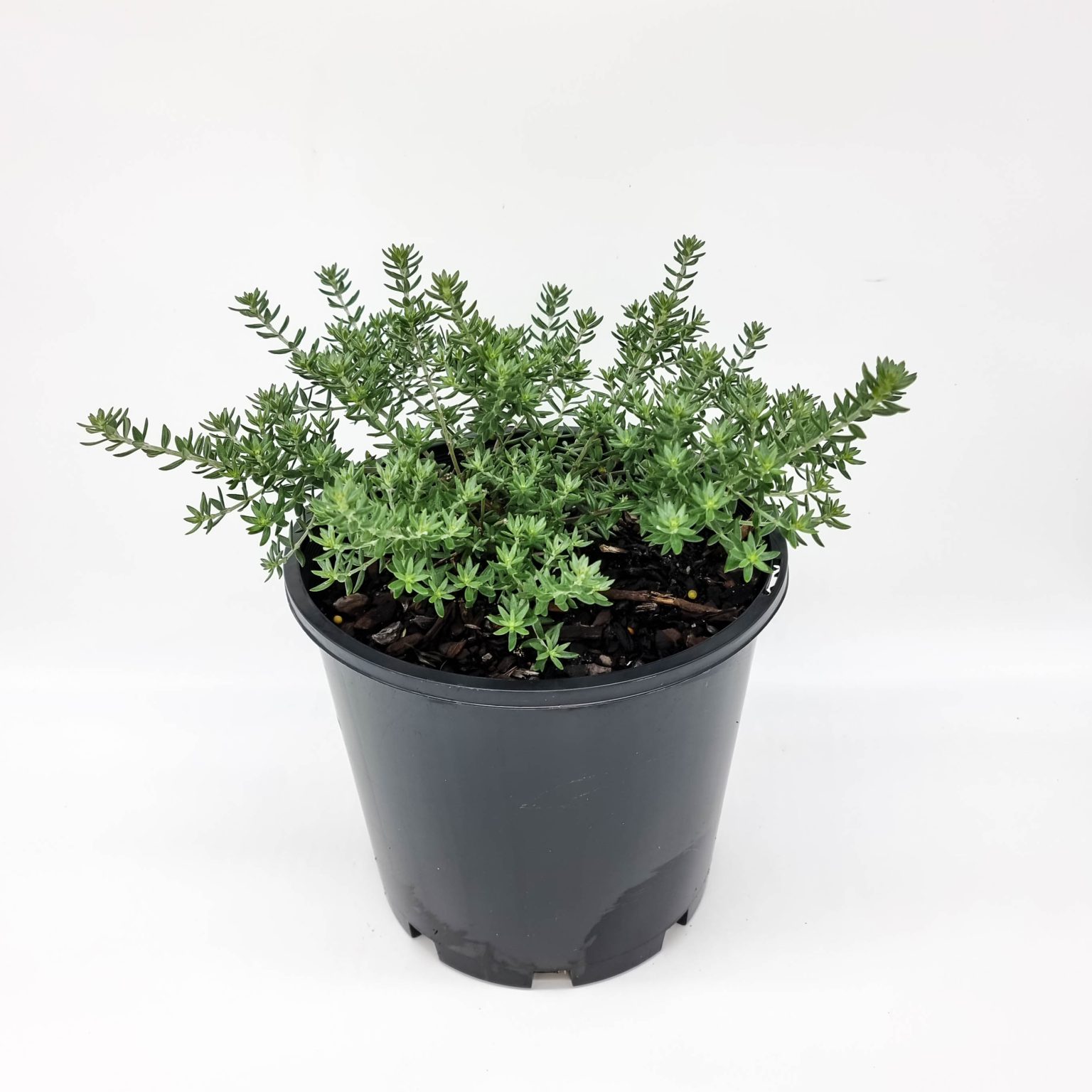 Coastal Hedge Trees and Shrubs Plants for Spaces