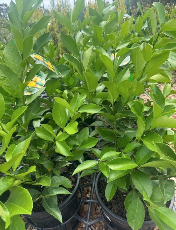 Dwarf Lemon Tree