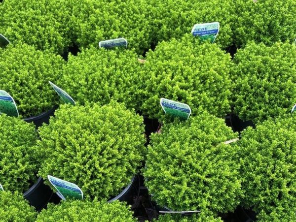 Hebe Emerald Green
