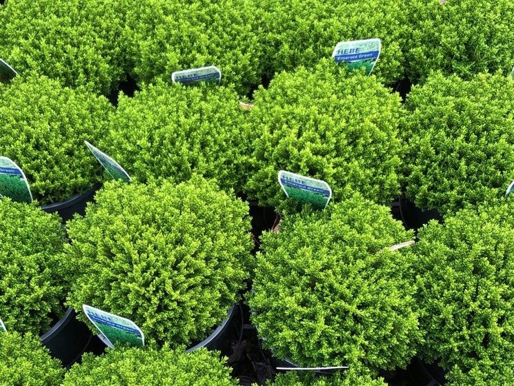 Hebe-Emerald-Green-Foliage Hebe Emerald Green