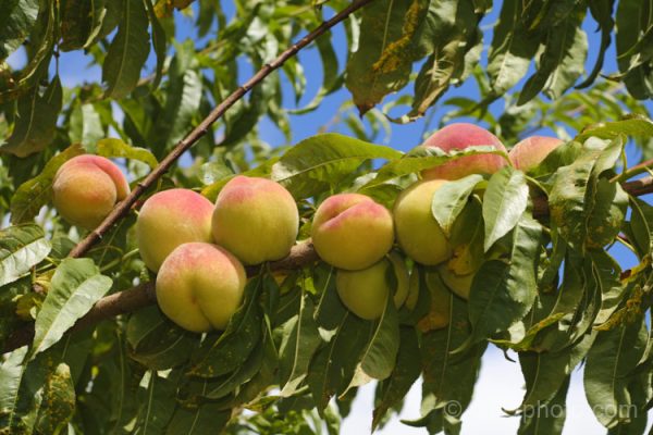 Peach Golden Queen