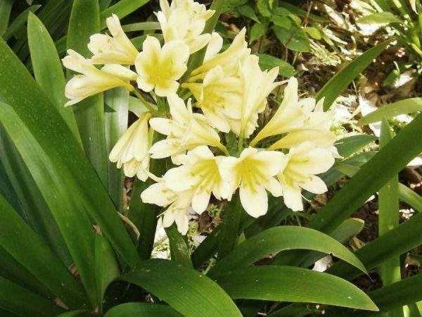 Yellow Clivia Clivia miniata Yellow - Plants for Spaces