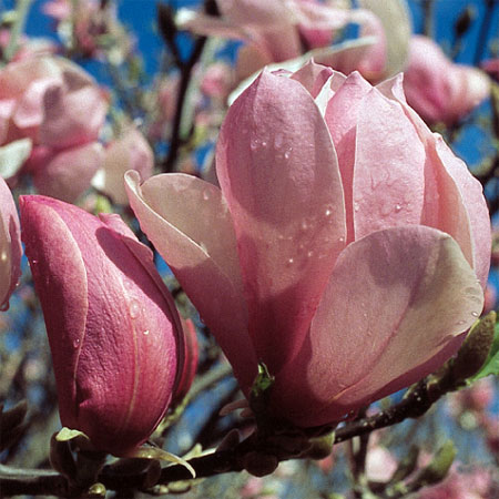 Pink Magnolia