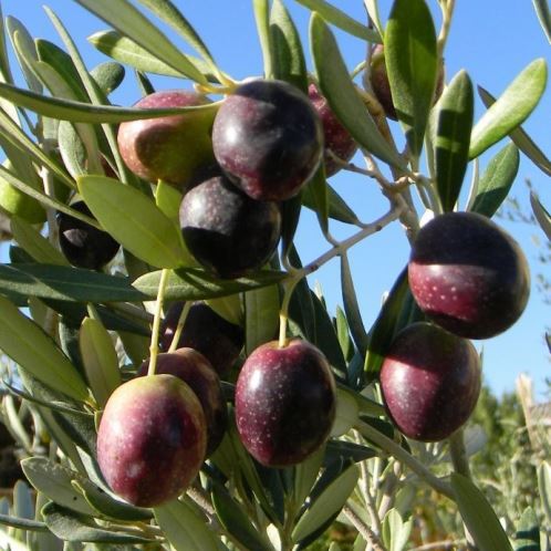 Olive Tree Manzanillo