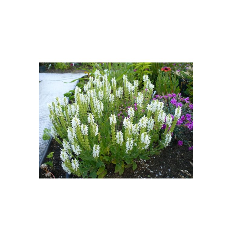 Salvia Sensation White Plants for Spaces